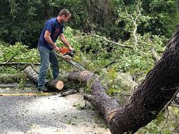 Best Tree Cabling and Bracing  in Maple Plain, MN