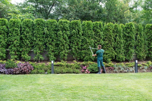 Best Hazardous Tree Removal  in Maple Plain, MN