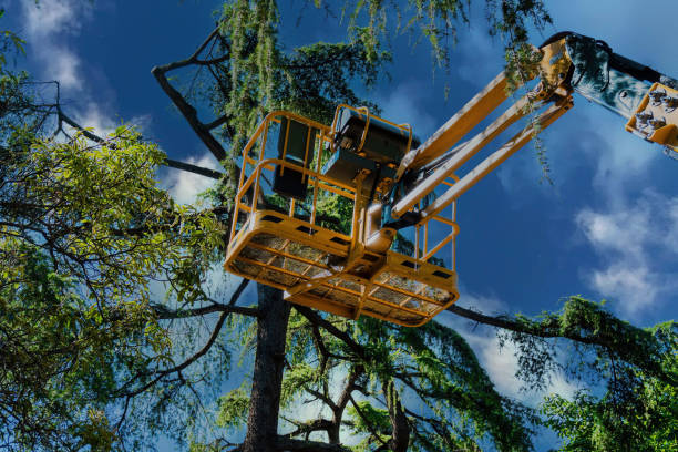 How Our Tree Care Process Works  in  Maple Plain, MN