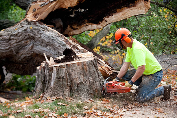 Best Tree Mulching  in Maple Plain, MN