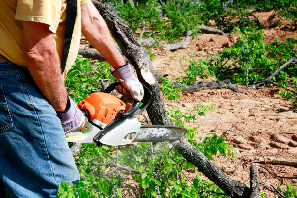 Best Lawn Renovation and Restoration  in Maple Plain, MN